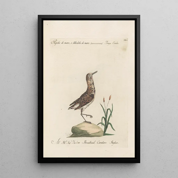 Ornithologia methodice digesta Pl433 - Saverio Manetti — inramlat konstverk på väggen