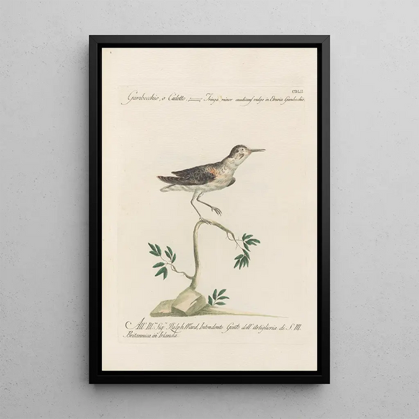 Ornithologia methodice digesta Pl434 - Saverio Manetti — inramlat konstverk på väggen