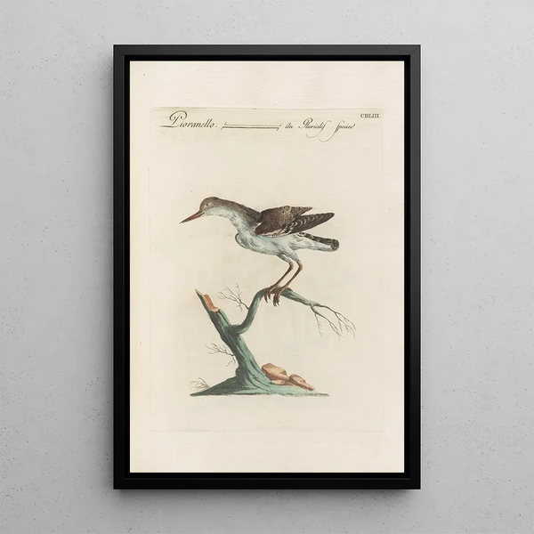 Ornithologia methodice digesta Pl435 - Saverio Manetti — inramlat konstverk på väggen