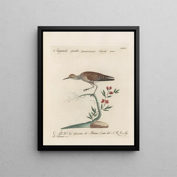 L'ornithologie a méthodiquement digéré Pl436 - Saverio Manetti — inramlat konstverk på väggen