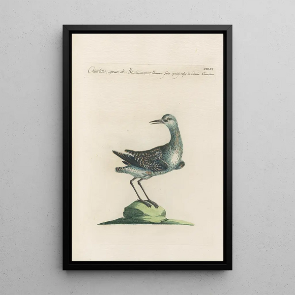 Ornithologia methodice digesta Pl438 - Saverio Manetti — inramlat konstverk på väggen
