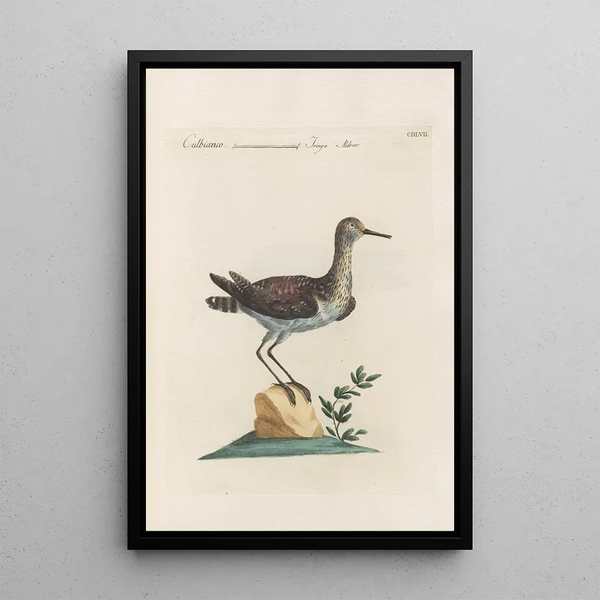 Ornithologia methodice digesta Pl439 - Saverio Manetti — inramlat konstverk på väggen