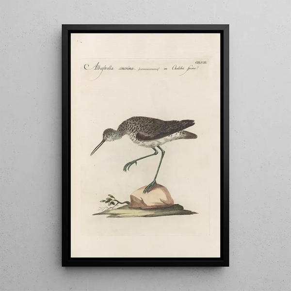 Ornithologia methodice digesta Pl440 - Saverio Manetti — inramlat konstverk på väggen