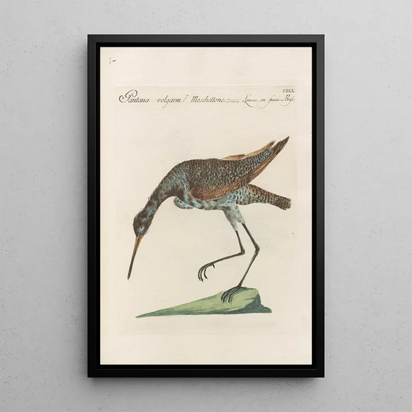 Ornithologia methodice digesta Pl442 - Saverio Manetti — inramlat konstverk på väggen