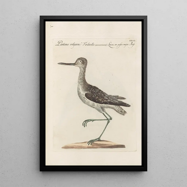 Ornithologia methodice digesta Pl443 - Saverio Manetti — inramlat konstverk på väggen