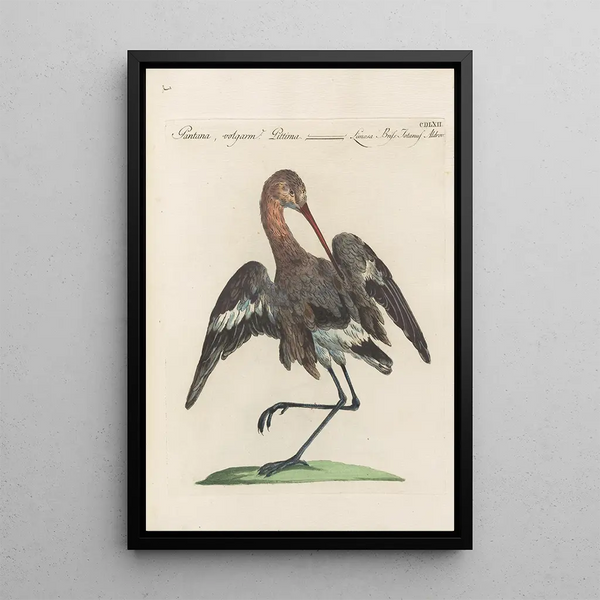 Ornithologia methodice digesta Pl444 - Saverio Manetti — inramlat konstverk på väggen