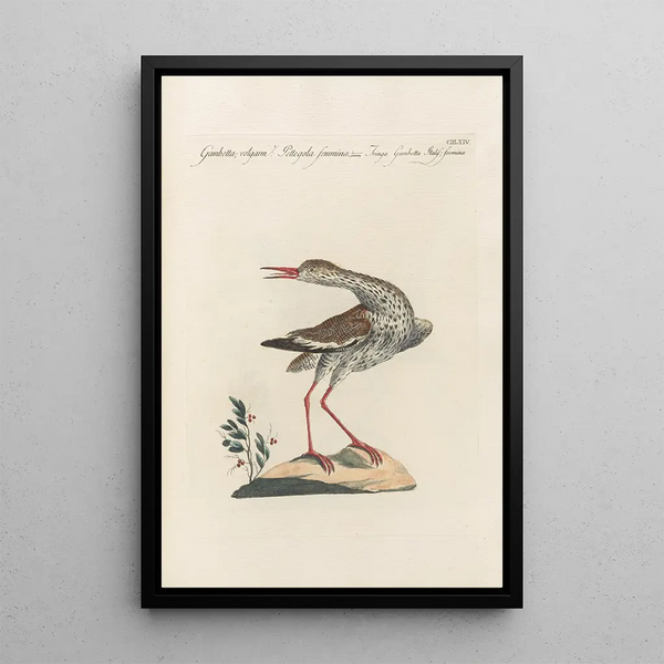 Ornithologia methodice digesta Pl446 - Saverio Manetti — inramlat konstverk på väggen