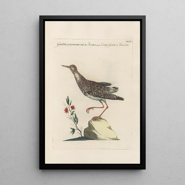 Ornithologia methodice digesta Pl447 - Saverio Manetti — inramlat konstverk på väggen