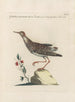 Ornithologia methodice digesta Pl447 - Saverio Manetti — vy av konstverket