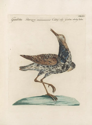 Saverio Manetti - Ornithologia methodice digesta Pl448.webp