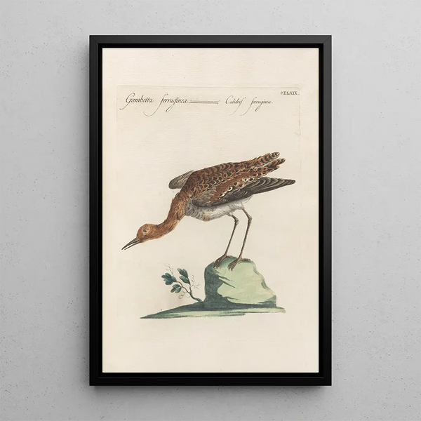 Ornithologia methodice digesta Pl451 - Saverio Manetti — inramlat konstverk på väggen