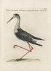 Ornithologia methodice digesta Pl452 - Saverio Manetti — vy av konstverket
