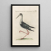 Ornithologia methodice digesta Pl452 - Saverio Manetti — inramlat konstverk på väggen
