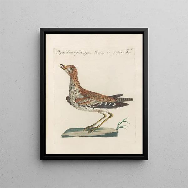 L'ornithologie-konsttryck har metodiskt smält samman Pl454 - Saverio Manetti — inramlat konstverk på väggen