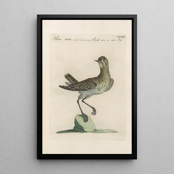 Ornithologia methodice digesta Pl455 - Saverio Manetti — inramlat konstverk på väggen