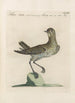 Ornithologia methodice digesta Pl455 - Saverio Manetti — vy av konstverket