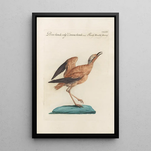 Ornithologia methodice digesta Pl456 - Saverio Manetti — inramlat konstverk på väggen