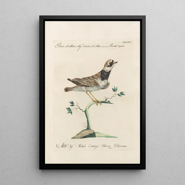Ornithologia methodice digesta Pl458 - Saverio Manetti — inramlat konstverk på väggen