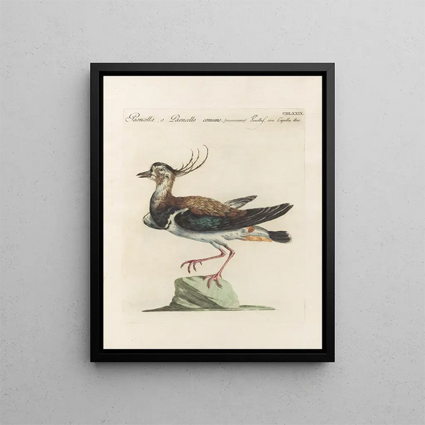 L'ornithologie a méthodiquement digéré Pl461 - Saverio Manetti — inramlat konstverk på väggen