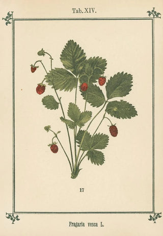 Sebastian Kneipp - Plantatlas to My watercure Pl01.webp