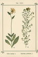 Atlas des plantes pour Ma cure d'eau Pl04 - Sebastian Kneipp — vy av konstverket