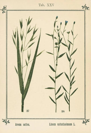 Sebastian Kneipp - Plantatlas to My watercure Pl05.webp