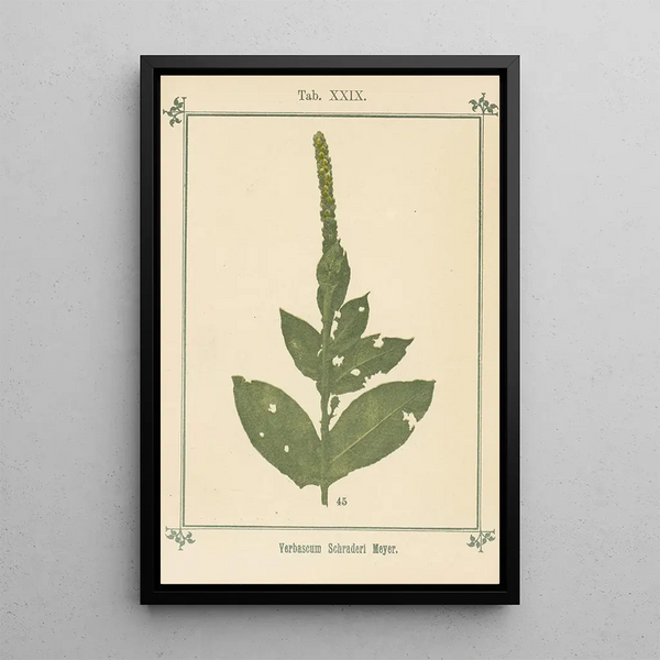 Sebastian Kneipp - Plantatlas to My watercure Pl09.webp