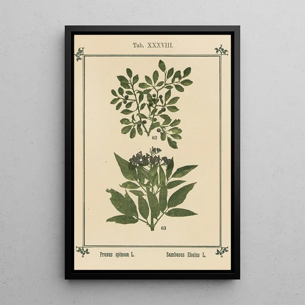 Sebastian Kneipp - Plantatlas to My watercure Pl18.webp