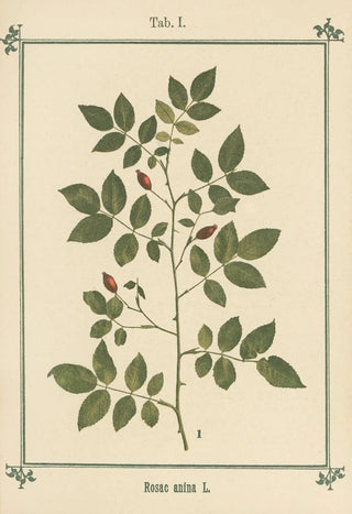 Sebastian Kneipp - Plantatlas to My watercure Pl21.webp