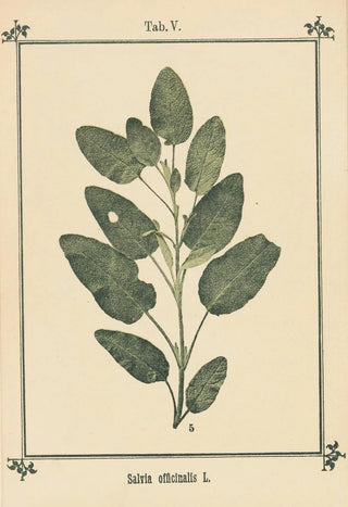 Sebastian Kneipp - Plantatlas to My watercure Pl25.webp