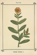 Atlas des plantes pour Ma cure d'eau Pl28 - Sebastian Kneipp — vy av konstverket