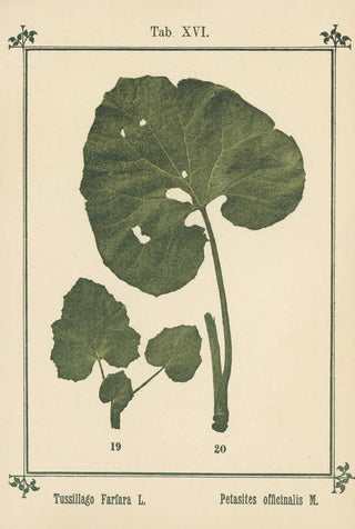 Sebastian Kneipp - Plantatlas to My watercure Pl35.webp