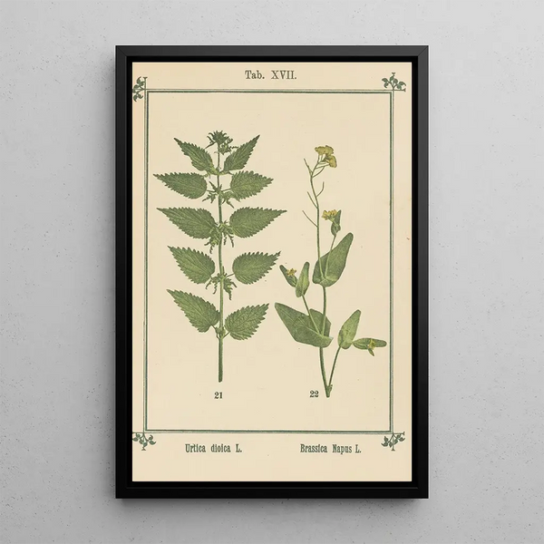 Atlas des plantes pour Ma cure d'eau Pl36 - Sebastian Kneipp — inramlat konstverk på väggen