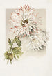 Chrysanthèmes - Sidney Thomas Callowhill — vy av konstverket