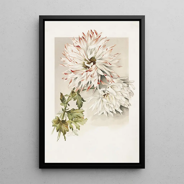 Chrysanthèmes - Sidney Thomas Callowhill — inramlat konstverk på väggen