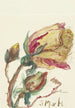 Rose - Sientje Mesdag van Houten — vy av konstverket