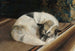 en hund som vilar - Sigrid Granfelt — vy av konstverket