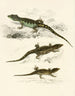Cordylus microlepidotus hane hona ung - Sir Andrew Smith — vy av konstverket