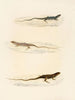 Eremias annulifera Eremias fulchra Eremias formosa - Sir Andrew Smith — vy av konstverket
