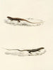 Eremias burchellii Eremias capensis - Sir Andrew Smith — vy av konstverket