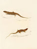 Eremias knoxii Eremias lineo-ocellata - Sir Andrew Smith — vy av konstverket