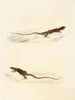 Eremias laticeps Eremias lugubris - Sir Andrew Smith — vy av konstverket