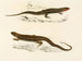 Gerrhosaurus bibroni Gerrhosaurus typicus - Sir Andrew Smith — vy av konstverket