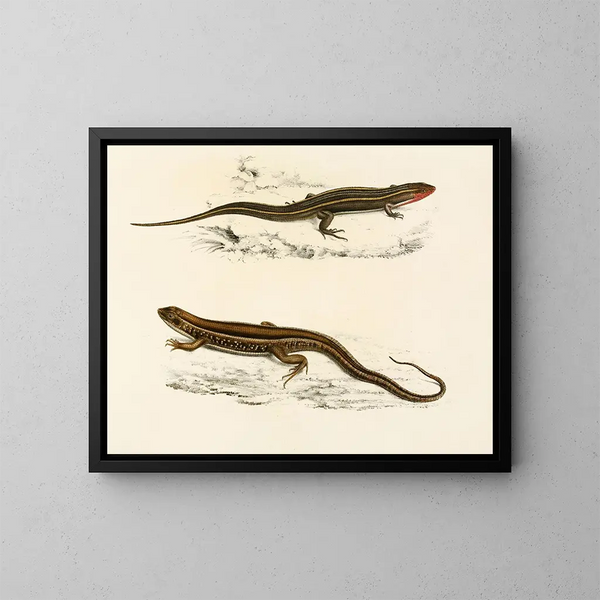 Gerrhosaurus bibroni Gerrhosaurus typicus - Sir Andrew Smith — inramlat konstverk på väggen