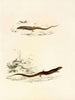 Gerrhosaurus sepiformis Gerrhosaurus subtessellatus - Sir Andrew Smith — vy av konstverket