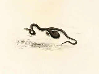 Lycodon capensis - Sir Andrew Smith — vy av konstverket