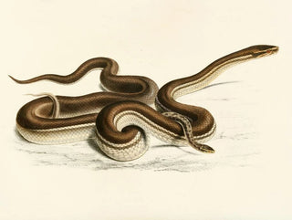 Sir Andrew Smith - Lycodon Geometricus.webp