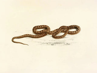 Sir Andrew Smith - Lycodon Guttatus.webp