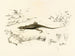 Platysaurus capensis - Sir Andrew Smith — vy av konstverket