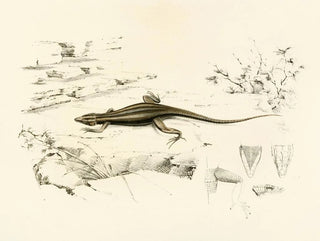 Platysaurus capensis - Sir Andrew Smith — vy av konstverket
